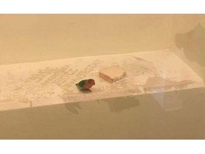 Hollanda’da polis papağanı gözaltına aldı