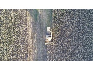 Tüketicinin tercihi siyah çekirdek oldu