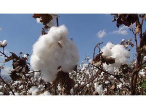 Pamukta masraf arttı rekolte düştü