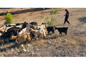 Kaybolan hayvanlar jandarma ekiplerince bulundu