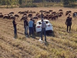 Iğdır’da trafik kazası: 1 yaralı