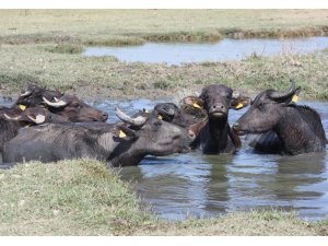 Manisa’da Afrika’yı andıran görüntüler