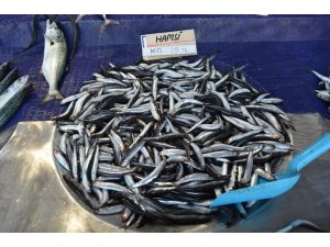 Tekirdağ’da hamsinin kilosu 25 TL