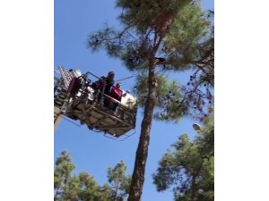 5 saat ağaçta mahsur kalan kedi kurtarıldı