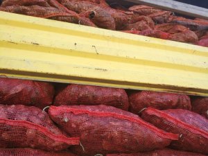 Antalya’da 8 ton kaçak midye yakalandı