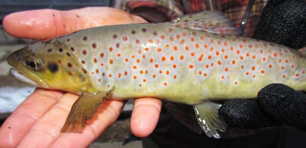 Doğal alabalık avlanma yasağı başladı