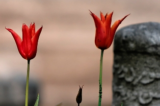 Ölürken işte bunları yaşayacaksınız