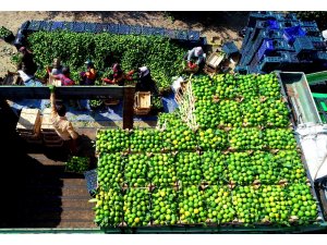 Adana’da mandalina hasadı başladı