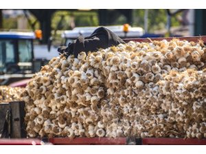 Taşköprülü üreticiler sarımsak fiyatlarından memnun