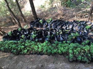 Adana’da uyuşturucu operasyonu: 1 tutuklama