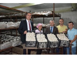 Ordu’da mantar üretimi artıyor