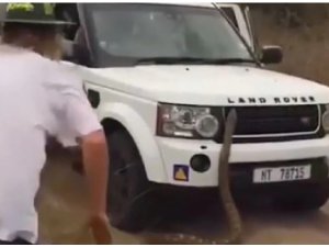 Dev pitonun saldırısından son anda kurtuldular