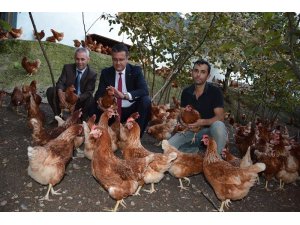 Ordu’da organik yumurta üretimi artıyor