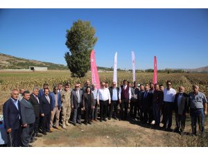 Sivas'ta ayçiçeği hasadı