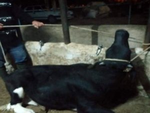 Bekilli’de ‘kuduz’ alarmı