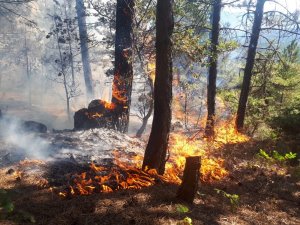 Bilecik’te orman yangını