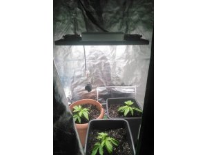 Çatı katında hint keneviri yetiştiren bir kişi tutuklandı