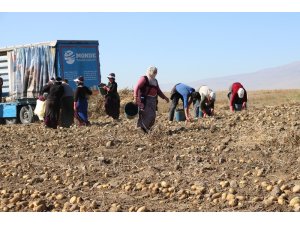 Niğde’de patates hasadı başladı