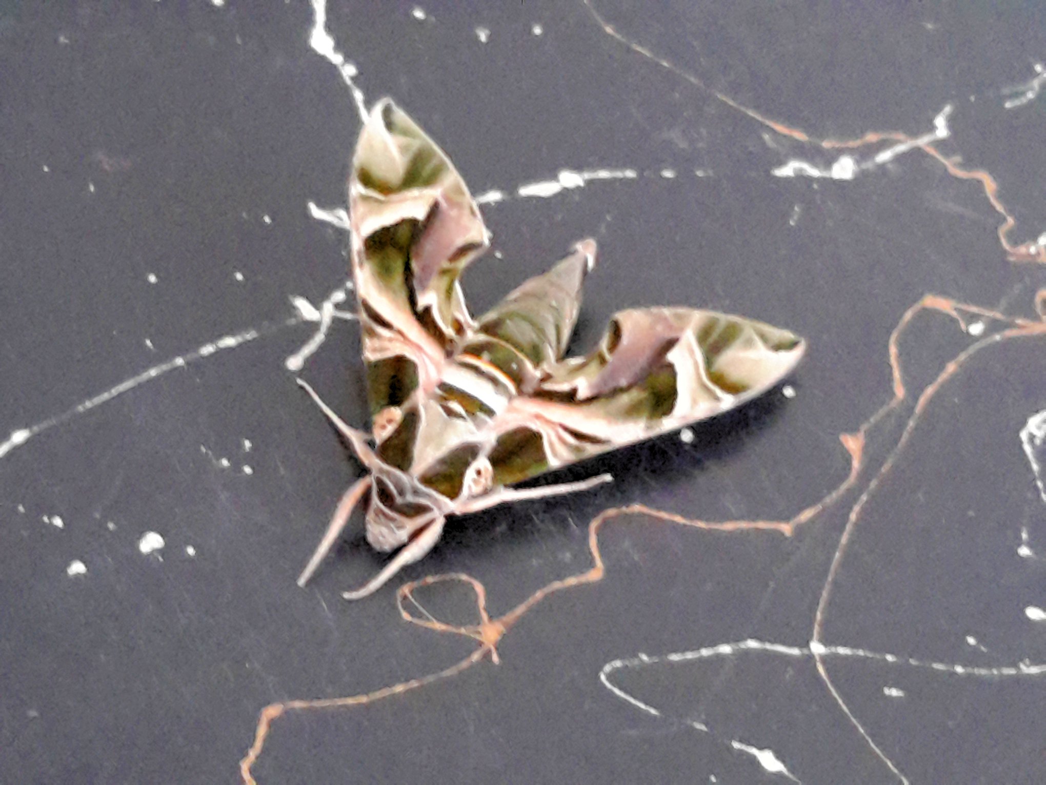 Askeri kamuflaj desenli "Mekik kelebeği" Konya'da görüldü