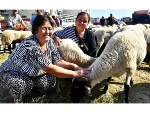 İzmir Büyükşehir, Aliağalı üreticilere küçükbaş hayvan hibe etti