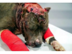 Kaçak avcılara ve hayvanlara işkence yapanlara ceza yağdı