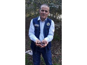 Yılda iki dönem ürün veren kestane