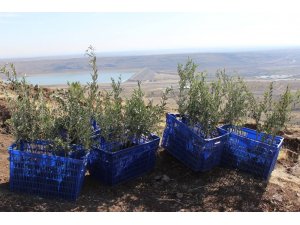 Kilis’te 15 bin yağlık zeytin fidanı dağıtılacak