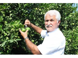 Limon diyarında hasat başladı