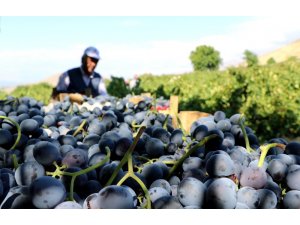 Cimin üzümünde rekolte arttı