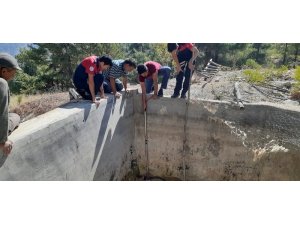 Havuza düşen kurdu itfaiye kurtardı