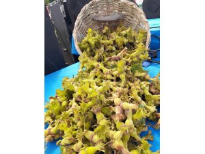 Fındık ihracatı hızlı başladı