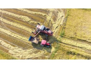 Sinop’ta çeltik hasadı başladı