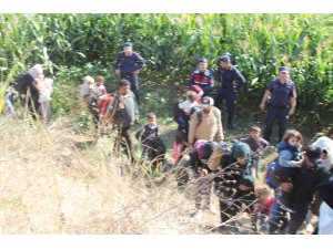 Tarlaya mısır ektiler, düzensiz göçmen biçtiler