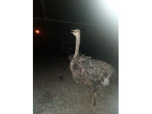 Akşehir'de göl kenarında devekuşu bulundu