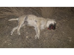 Başkentte ‘iki köpek zehirli sosislerle öldürüldü’ iddiası