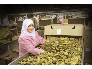 Kuru meyve sezonu açıldı, ihracatı üç haneli rakamlara ulaştı