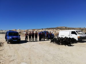 Çalınan küçükbaş hayvanlar jandarma ekiplerince bulundu