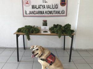 Esrar ve kenevir ele geçirildi