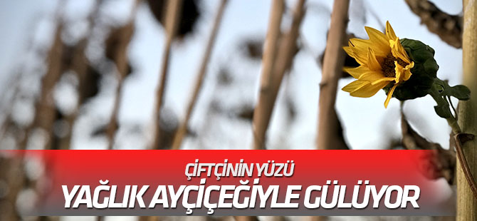 Çiftçinin yüzü yağlık ayçiçeğiyle gülüyor