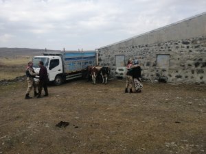 Arpaçay’da kaybolan hayvanlar bulundu