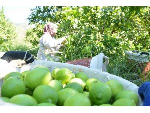 Muğla’da hasat zamanı