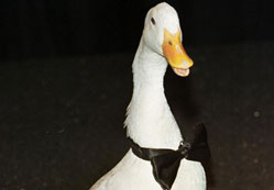 Akıllı köylü nasıl paylaştırdı?