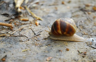 Harçlıklarını salyangozdan çıkarıyorlar