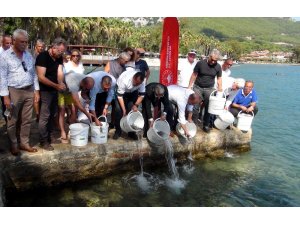 Lahos balıkları Gökova Körfezi ile buluştu