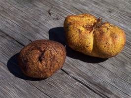 'Domalan Mantarı' sezonu açıldı