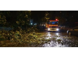 Şiddetli rüzgar ağacı yerinden söktü