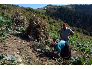 Mısır tarlalarında hasat başladı