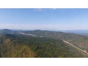 Sinop’ta kestane hasadı zamanı