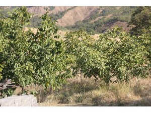 Bingöl’de ceviz hasadı başladı, çiftçinin yüzü güldü