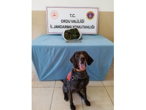 Ordu’da uyuşturucudan 5 kişi tutuklandı